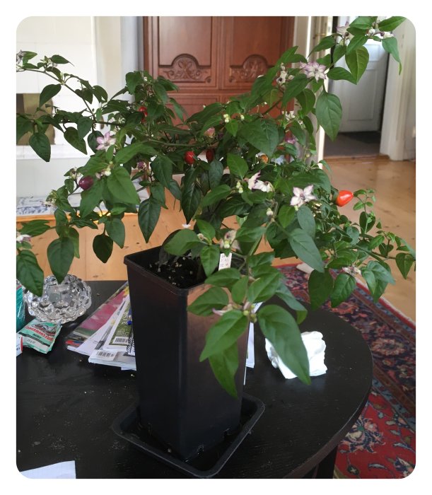 Chiliväxten 'Filius Blue' med blommor och mogna frukter i kruka inomhus.