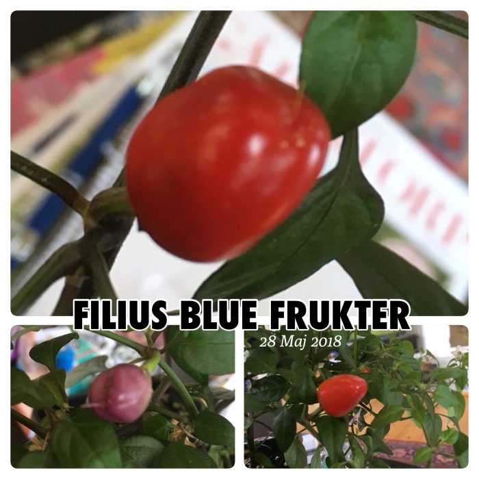 Mogen röd chili och omogna lila blomster på en Filius Blue chiliplanta, datum markerat 28 Maj 2018.