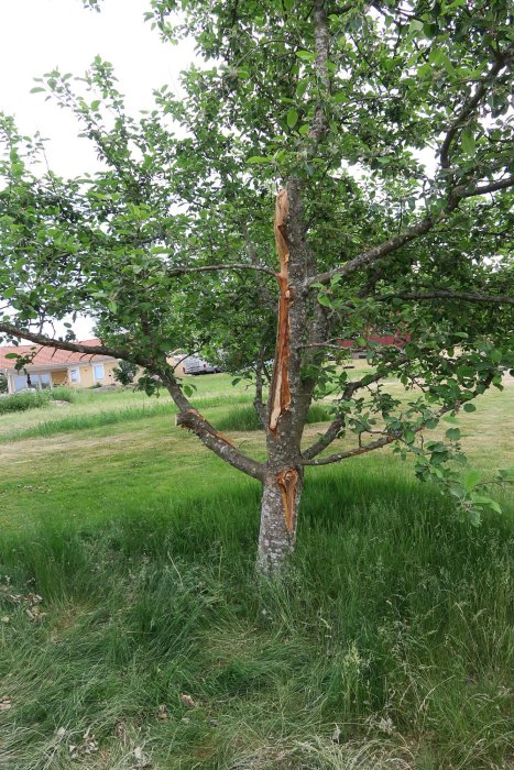 Skadat äppelträd med stor avskalad barkdel, gröna blad och högt gräs runtomkring.