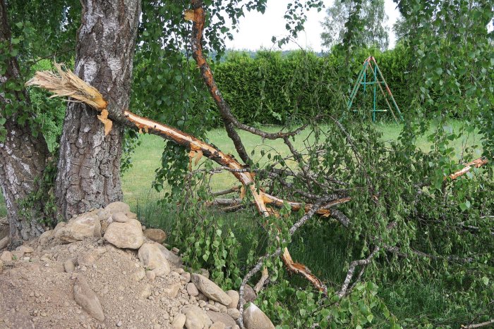 Skadat träd med avbruten gren i en trädgård, stenar och gräsmatta syns.
