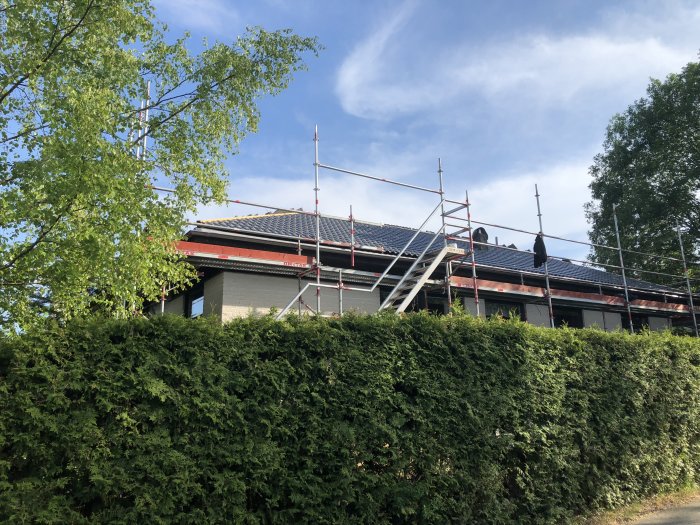 Ett hus täckt av byggnadsställningar med delvis färdigt takarbete bakom en grön häck.