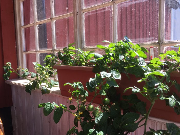 Tomatplantor av sorten Tiny Tim som lutar över kanten på en kruka på en solig fönsterbräda.