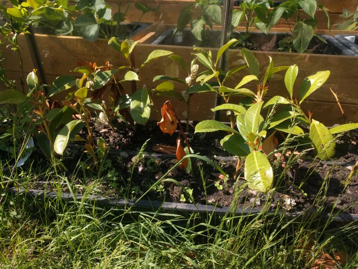 Unga lagerhäggplantor med årsskott i en odlingsbädd ute i solen.