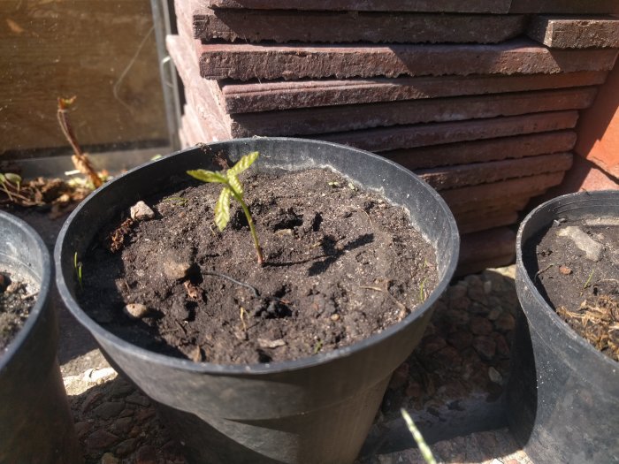 Ungplant av Lagerhägg Etna i kruka med jord, i bakgrunden en andra kruka och tegelstenar.