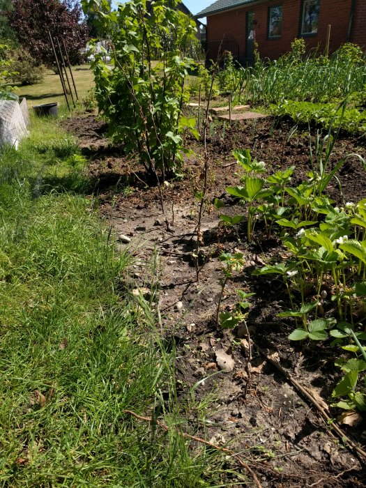 Nygrävd bärträdgård med små plantor och synligt snöre för gränsindelning, jordgubbsplantor i förgrunden.