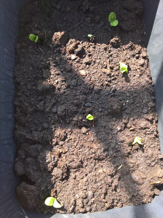Unga squashplantor som gror i fuktig jord under starkt solljus.