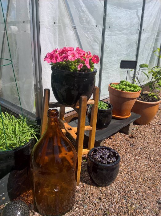 Blommande pelargoner i svart kruka, örtkrukor och en stor brun glasflaska framför ett växthus i soligt väder.