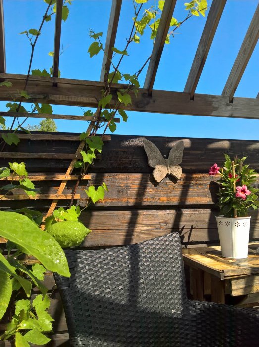Växthus med spaljé, vinrankor, sommarblommor i kruka och svart trädgårdsstol.