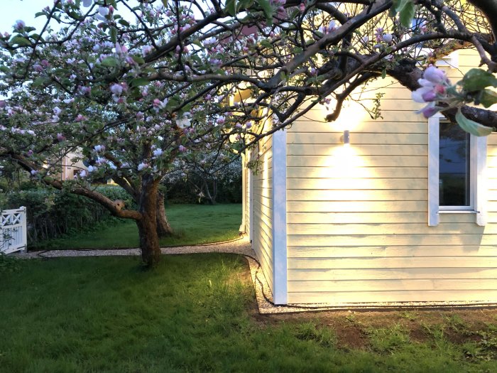 Kvällsvy av ett nyligen färdigställt hus i skymningen med upplyst fasad och blommande träd i förgrunden.