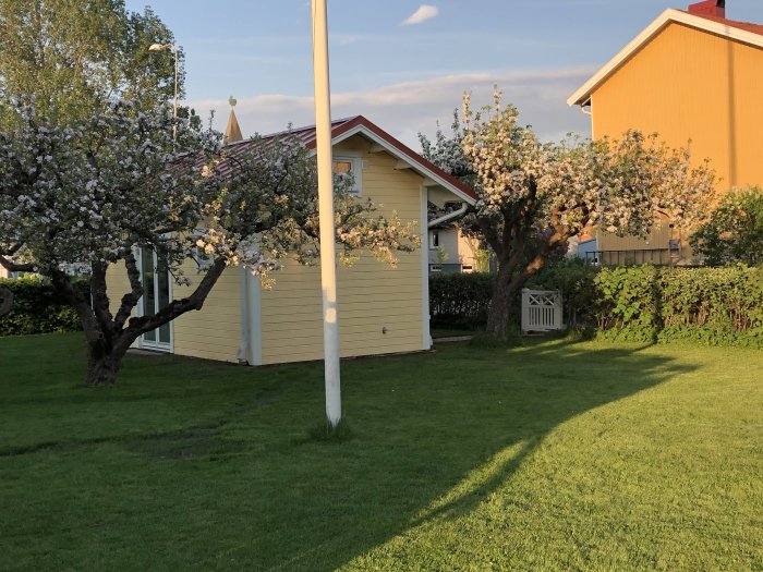 Ett nyligen färdigställt ljusgult hus med blommande träd i trädgården under en solig himmel.