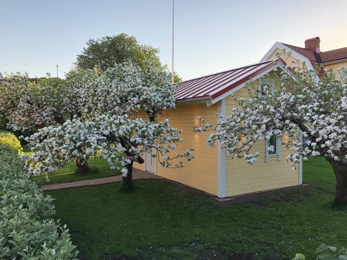 Nymålat gult hus med röd-vit randig markis omgivet av blommande fruktträd i en trädgård.