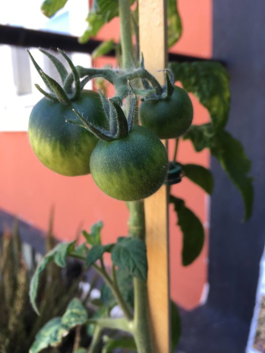 Omoget gröna Yantarnyi-tomater på planta mot arkitektur i bakgrunden.