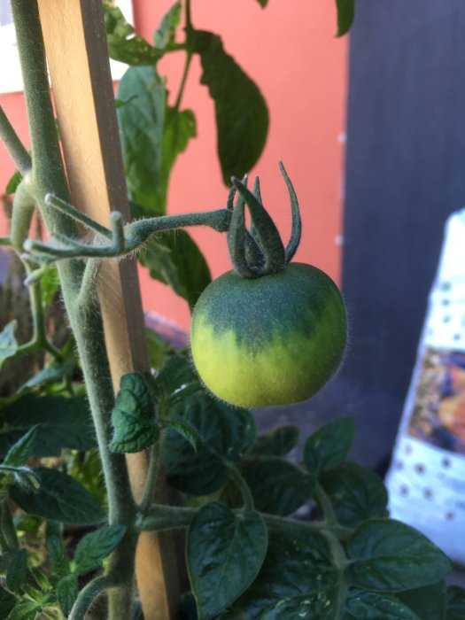 En omogen, grön-gul tomat av sorten Yantarnyi växer på sin planta, med suddig rosa bakgrund.