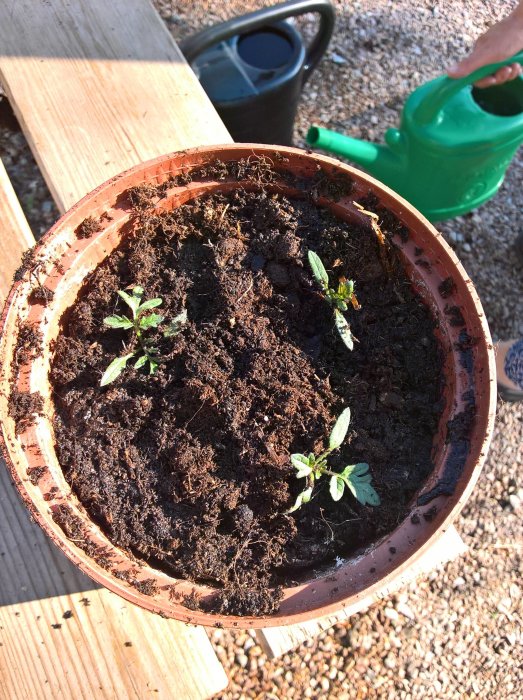 Nyplanterade tomatskott i kruka med fuktig jord, på träunderlag med vattenkanna i bakgrunden.