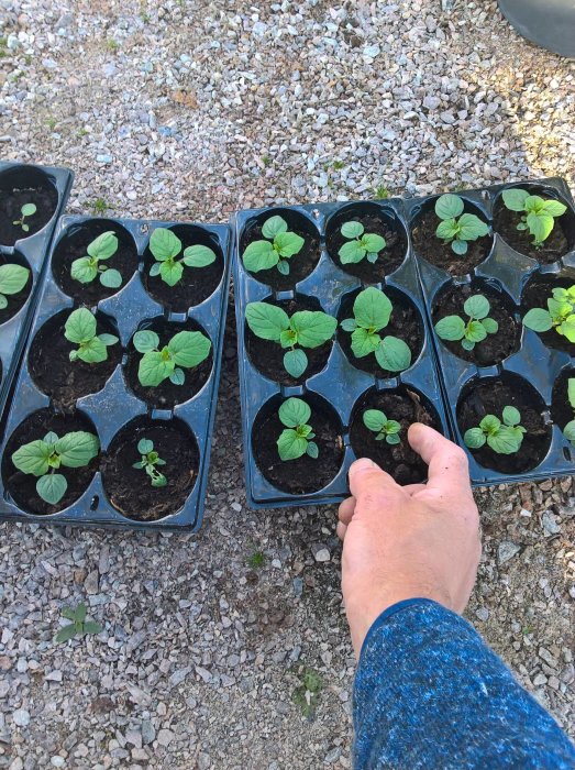 Nyplanterade squashskott i krukor på grusunderlag med en hand som placerar en planta.