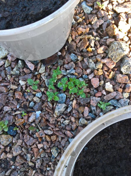 Unga plantor som gror mellan grus och kanterna på krukor i en trädgård.