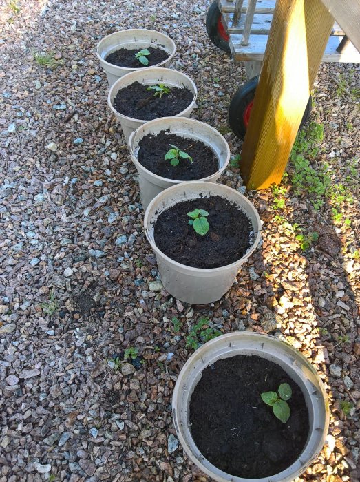 Unga squashplantor i krukor på ett grusunderlag utomhus vid soligt väder.