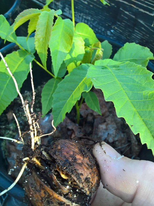 Närbild på groende valnötter med tydliga rötter och gröna blad i handen på en trädgårdsodlare.