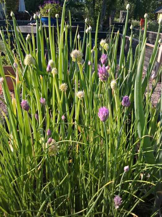 Ett fält med gräsliknande gröna blad och flera lila blommande och knoppande allium i ett hemmaträdgårdsland.