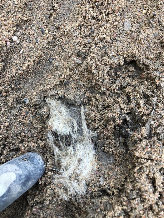 Närbild på en hand som gräver i marken, avslöjar vita långa fibrer blandat med sand och småsten.