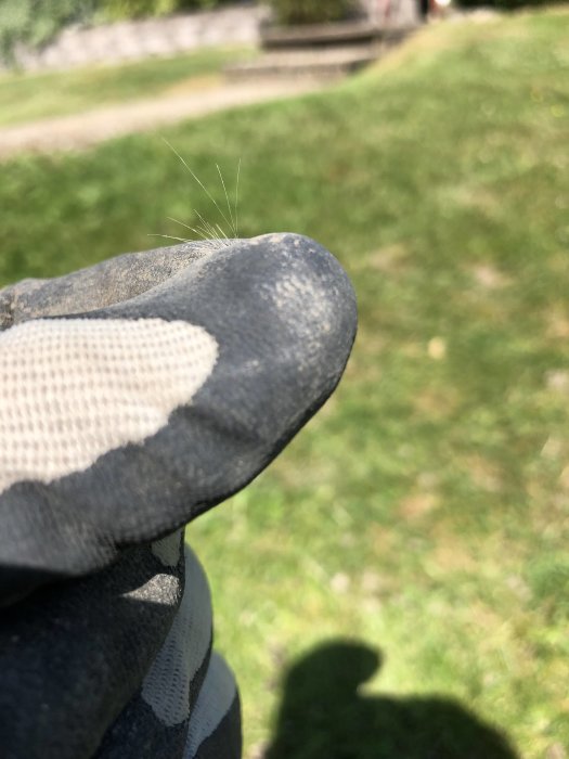 Vita långa fibrer på en handsklädda hand framför grön gräsmatta i solljus, misstänkt isoleringsmaterial.