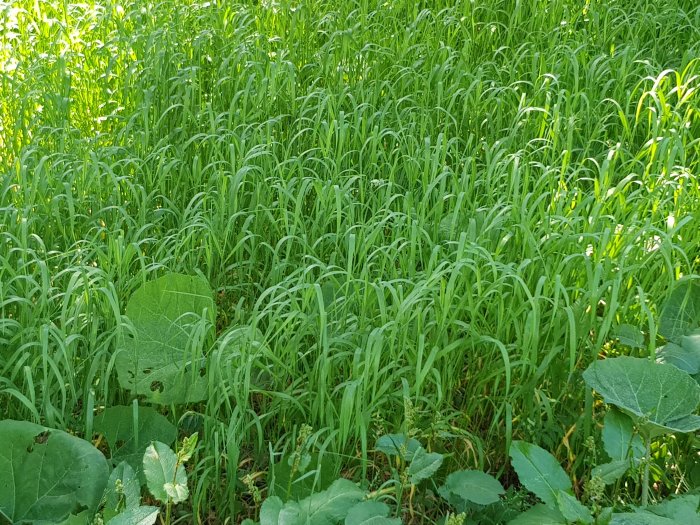 Lummig vegetation med frodiga gräs och storbladiga växter i gränsskiktet mot orörd natur.