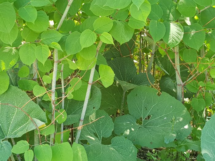 Gröna blad från olika växtarter i en frodig trädgård, närbild på storbladig planta och tunnare bladväxter.