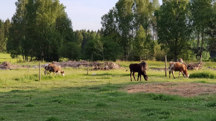 Kossor betar nära stängsel på en lantlig äng med skog i bakgrunden.