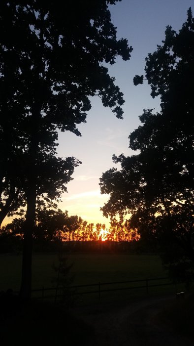 Solnedgång sett mellan silhuetter av träd och över ett öppet fält med ett staket.