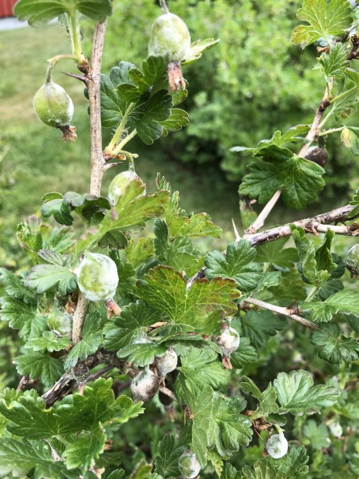 Krusbärsbuske med synliga tecken på sjukdom eller skadedjur på blad och bär.