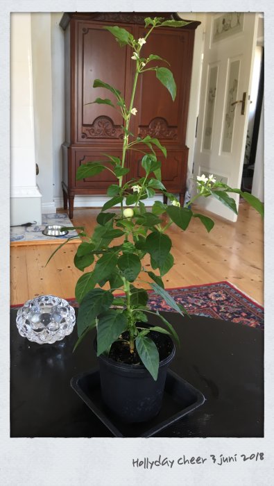Grön planta i kruka med första frukten framför antik skåp i ett hemmiljö med trägolv.