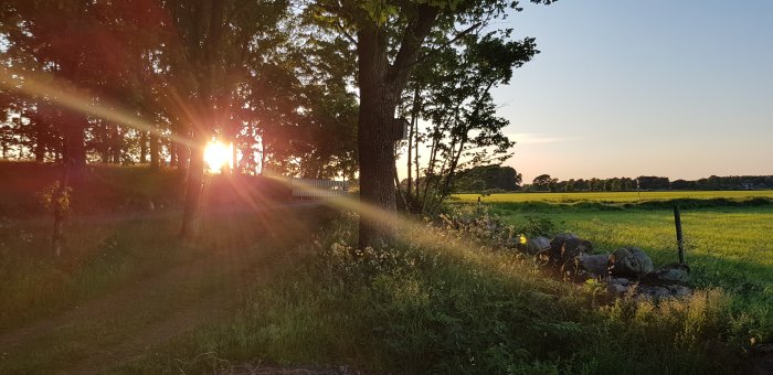 Solnedgång över en lantlig stig med träd och stenmur, solstrålar som belyser landskapet.