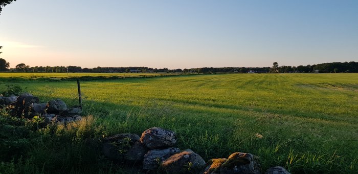 Solnedgång över ett grönt fält med stenmur i förgrunden och hus i bakgrunden.