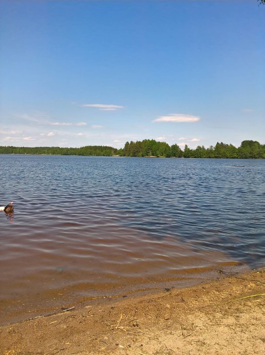 Klar sommardag vid en sjö med en sandstrand i förgrunden, skogklädd ö i bakgrunden, inget skräp synligt.