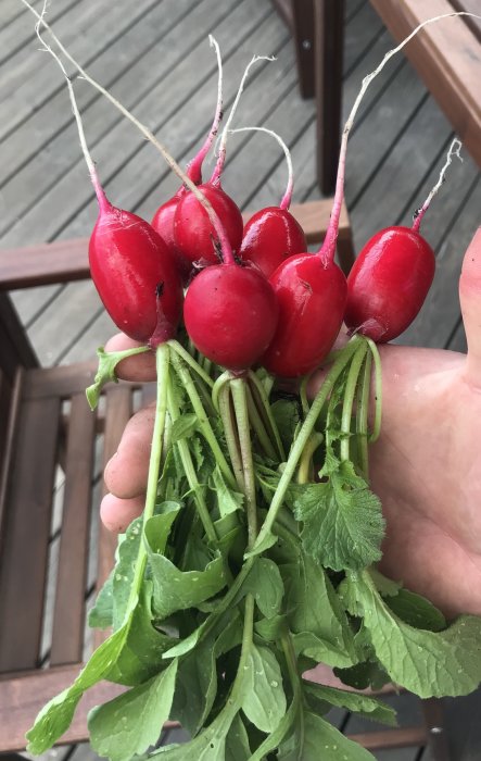 Hand håller en knippe nyupptagna, fräscha rädisor med gröna blad på ett trädäck.