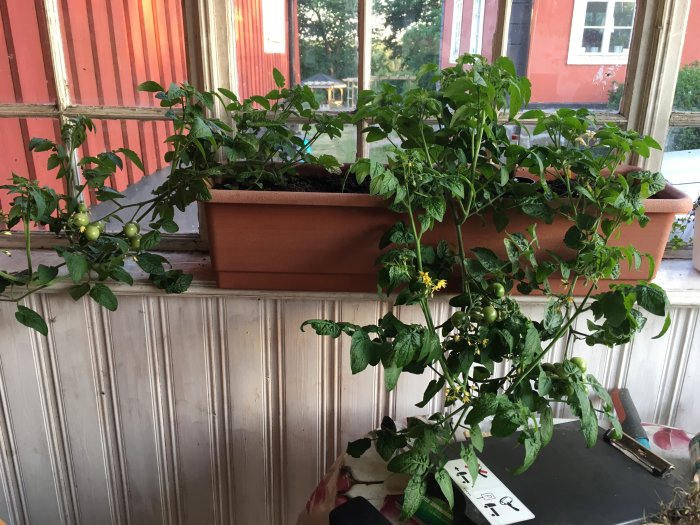 Välmående Tiny Tim-tomatplantor i en fönsterlåda inne, med omogna tomater och blommor.