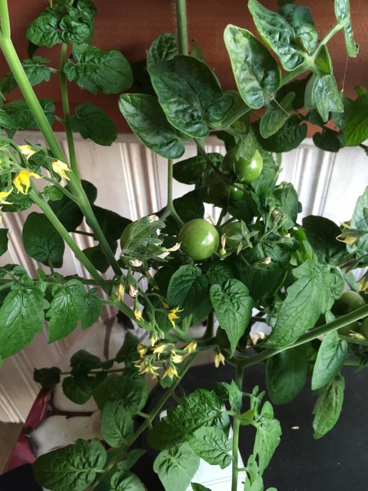 Tomatväxten 'Tiny Tim' med gröna blad, gula blommor och omogna gröna tomater som hänger inomhus.