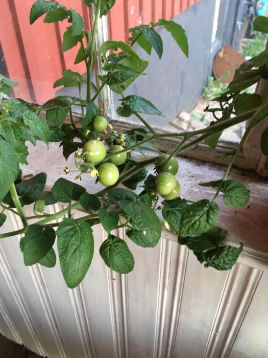 En hängande grön tomatplanta med omogna frukter och blomknoppar inomhus.