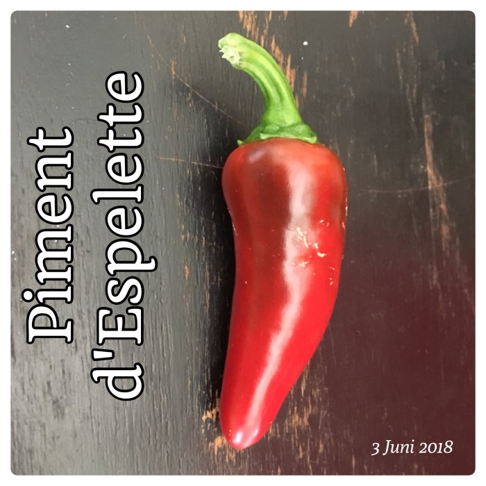 Röd chili "Piment d'Espelette" på en mörk träbakgrund med datumet 3 juni 2018.