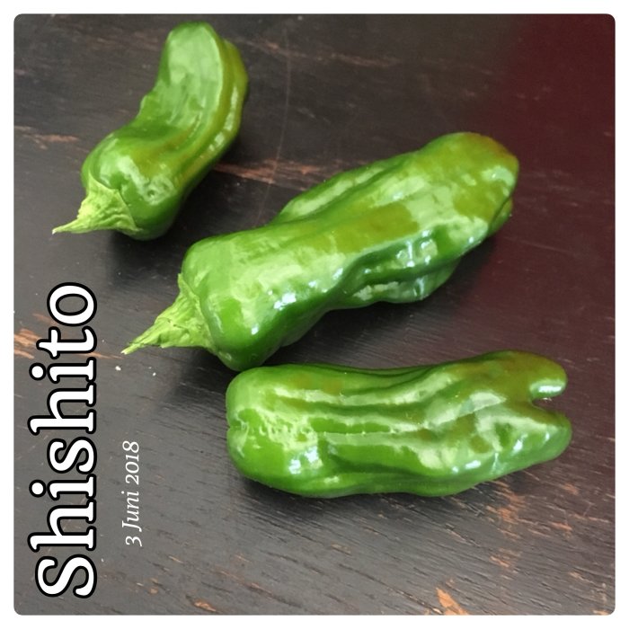 Tre gröna Shishito-chilis framlagda på ett mörkt bord med text "Shishito" och datum.