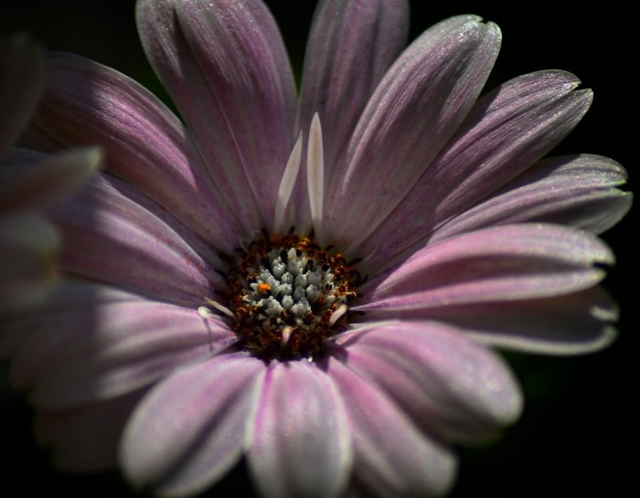 Närbild av en lila blomma med skira kronblad och detaljrik mitt.