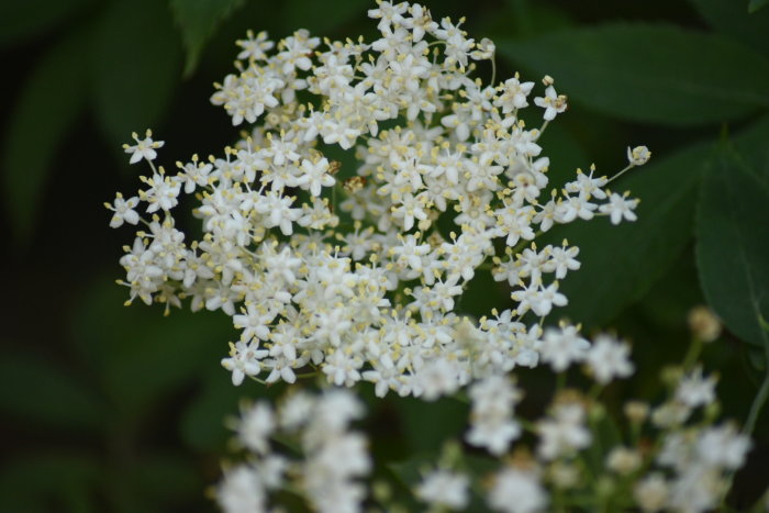 Närbild av vita fläderblommor med gröna blad i bakgrunden.