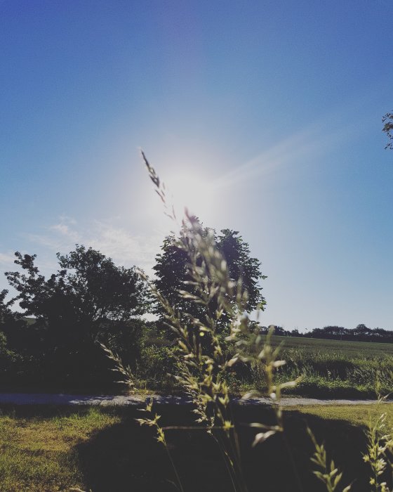 Solig landskapsbild med grässtrån i förgrunden och solen lysande i bakgrunden.