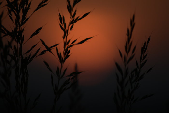 Silhuetter av grässtrån mot en suddig orange solnedgång.