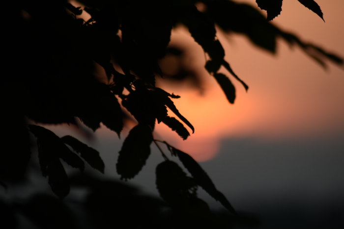 Siluetter av blad mot en solnedgång med mjuka orange toner.