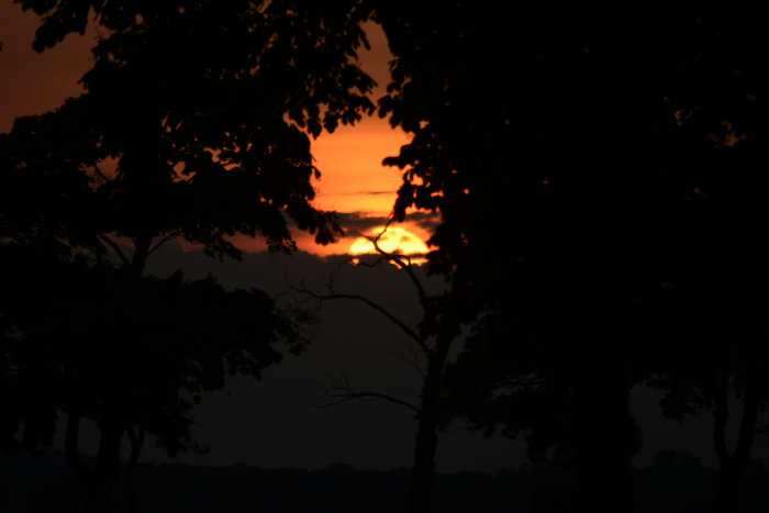 Solnedgång silhuetter av träd mot en orange himmel.