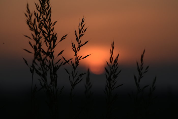 Silhuetter av grässtrån mot en varm solnedgångshimmel.