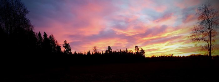 Dramatisk solnedgång med levande rosa och gula nyanser över en skogsbryn och öppen äng.