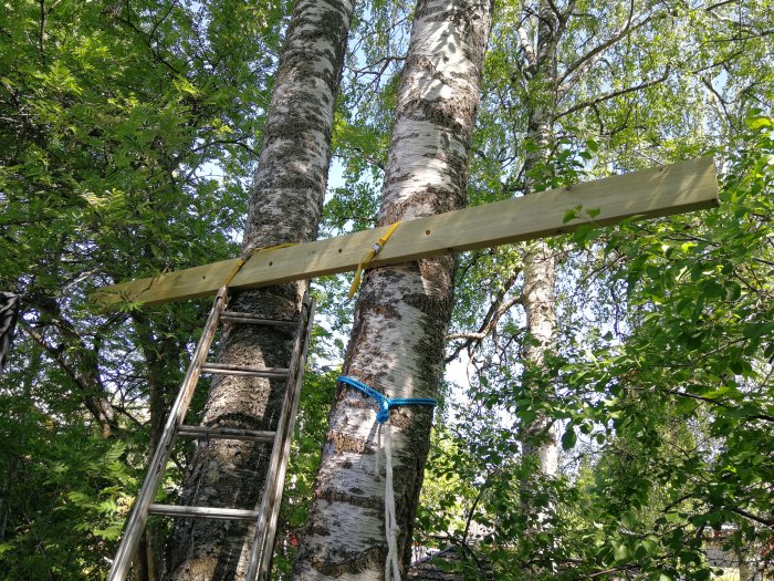 Två balkar fastsatta runt björkstammar med en stege, i början av ett trädkojbygge.