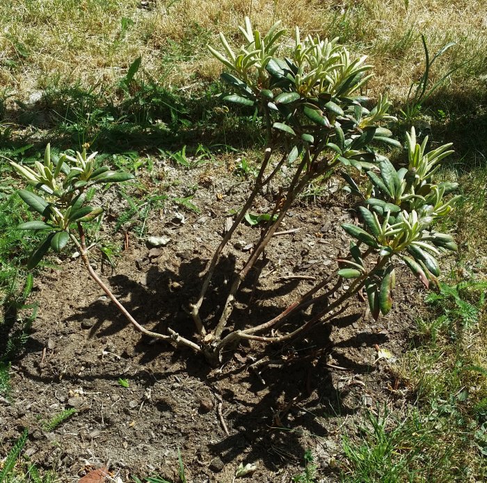 Rhododendronbuskar med varierande tillväxt och avlövade grenar i en trädgårdsrabatt.